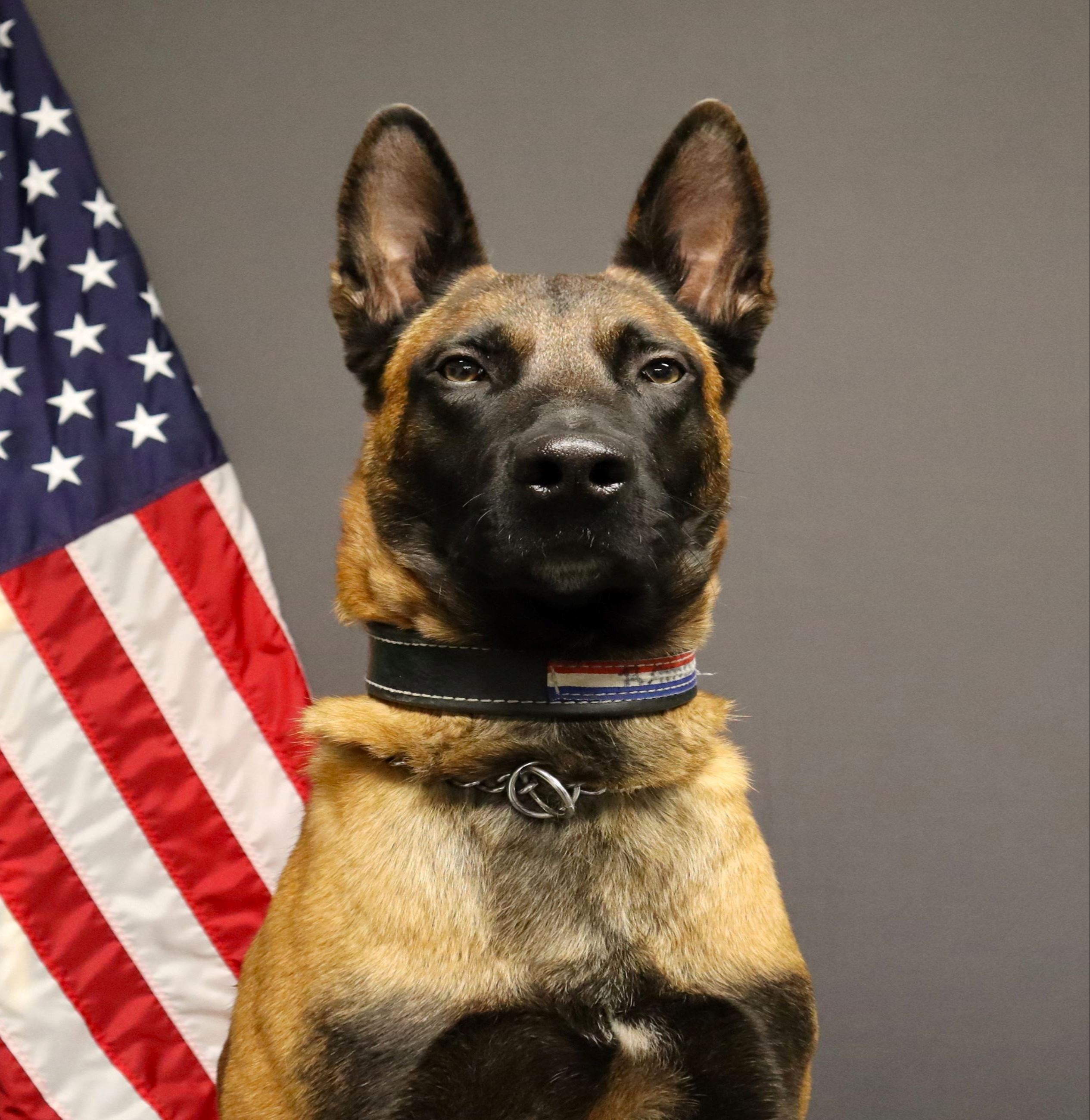 K9 Dutch Kilo 2 a